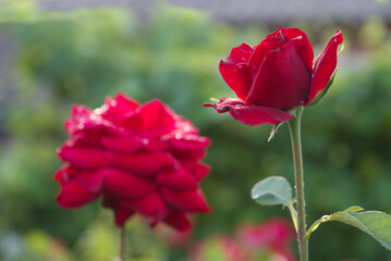 Red rose in the garden, flower on a blurry background, soft focus