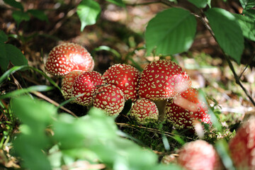 Champignon Amanite Amanita muscaria