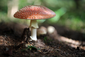 Champignon Amanite Amanita muscaria
