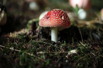 Champignon Amanite Amanita muscaria