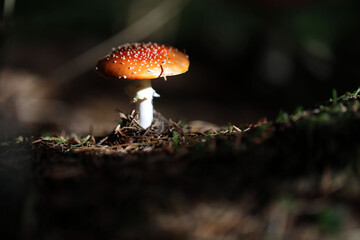 Champignon Amanite Amanita muscaria