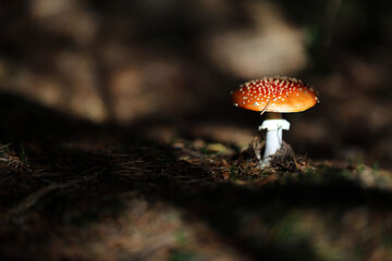 Champignon Amanite Amanita muscaria