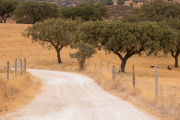 Fototapeta premium Road surrounded by cork oaks forest field in Alentejo, portugal