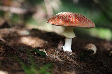 Champignon Amanite Amanita muscaria