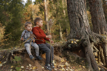 Naklejka na ściany i meble Two cute Caucasian boys brothers sitting on the root of big tree holding reed stems in autumn forest