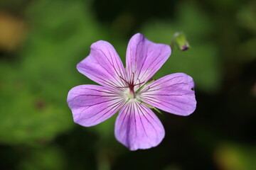 Geranium