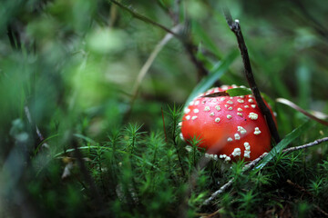 Champignon Amanite Amanita muscaria