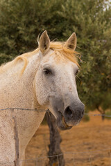 Obraz premium Amazing white horse near a fence on a farm