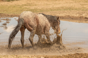 Wild Horse at a Waterhole in the Utah Desert