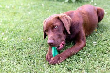 Brown labrador puppy playing with a frisbee plate