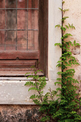 Old wood door with a small creepers
