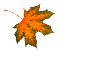 maple, yellow-green maple leaf on a white background, blank for further creativity