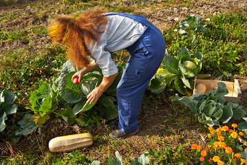 A woman in a blue jumpsuit collects vegetables in the garden.