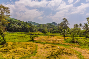 A view across grasslands close to  the station at Yatiwaldeniya on the Kandy to Colombo main line railway in Sri Lanka, Asia