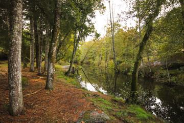 River surrounded by trees and vegetation on an autumn day. Autumn colours