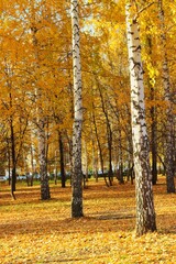Autumn birch park on a sunny day, golden leaves