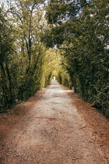 Amazing and relaxing path in a garden Surrounded by trees