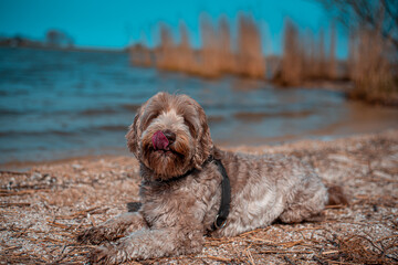 Labradoodle dog at lake beach water with a blue sky