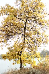 Fototapeta premium autumn tree in the park