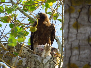 Bird of prey and prey