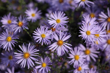 Aster