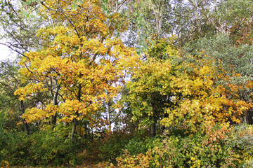 autumn leaves on a tree