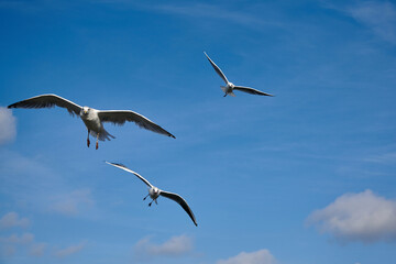 a flock of seagulls in blue sky with some clouds