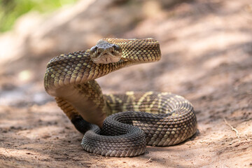 Crotalus molossus nigrescens 