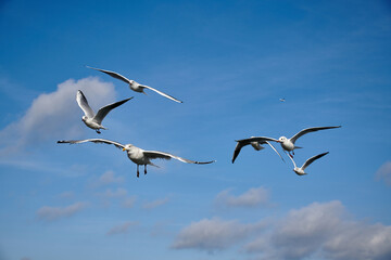 a flock of seagulls in blue sky with some clouds