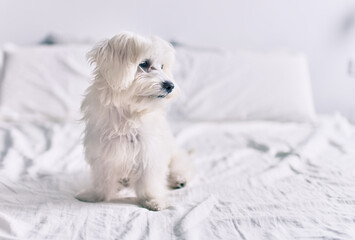 Adorable white dog at bed.