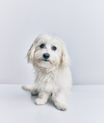 Adorable dog over isolated white background.