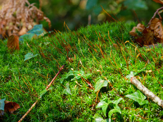 green moss on the ground