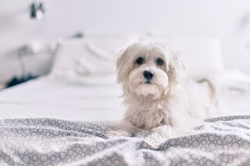 Adorable white dog at bed.