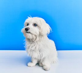 Adorable dog over isolated blue background.
