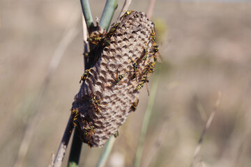 Paper wasps on nest, ultra close up. polistes biglumis nest in nature. wasp nest on plant