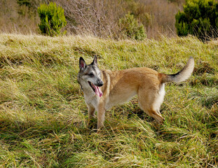 Un cane libero e felice nella natura 