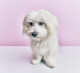 Adorable dog over isolated pink background.