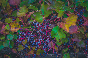 virginia creeper ivy blue berry fruits with colorful leaves