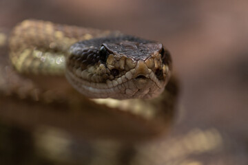 Crotalus molossus nigrescens 
