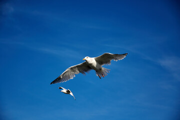 Obraz premium a flock of seagulls in blue sky with some clouds