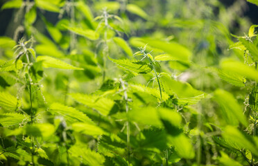 Fresh and healthy nettle on the meadow, heebal and medical concept