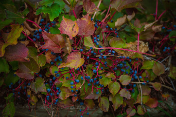 virginia creeper ivy blue berry fruits with colorful leaves