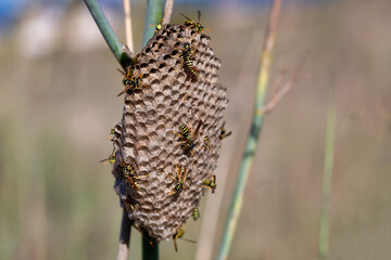 Paper wasps on nest, ultra close up. polistes biglumis nest in nature. wasp nest on plant