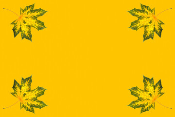 Fototapeta na wymiar maple, yellow-green maple leaves on a yellow background, blank for further creativity