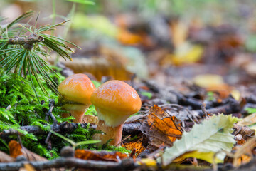 Two young edible mushrooms Suillus elegans grow in the forest