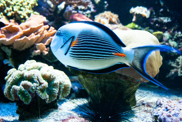 fish, aquarium.