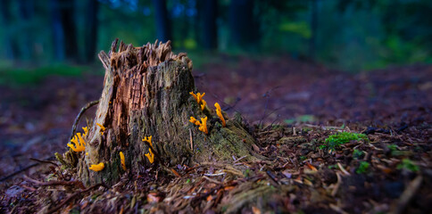 Golden coral on stump in the woods