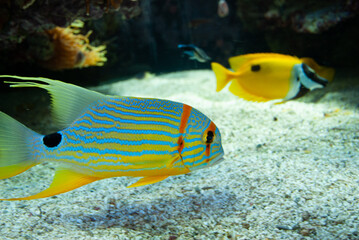 Fototapeta na wymiar fish, aquarium.