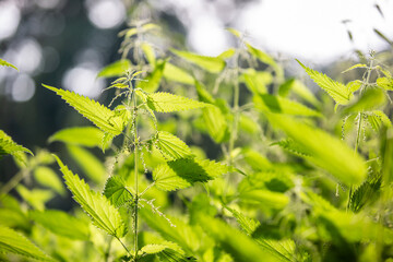 Fresh and healthy nettle on the meadow, heebal and medical concept