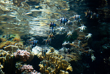 fish, aquarium.
